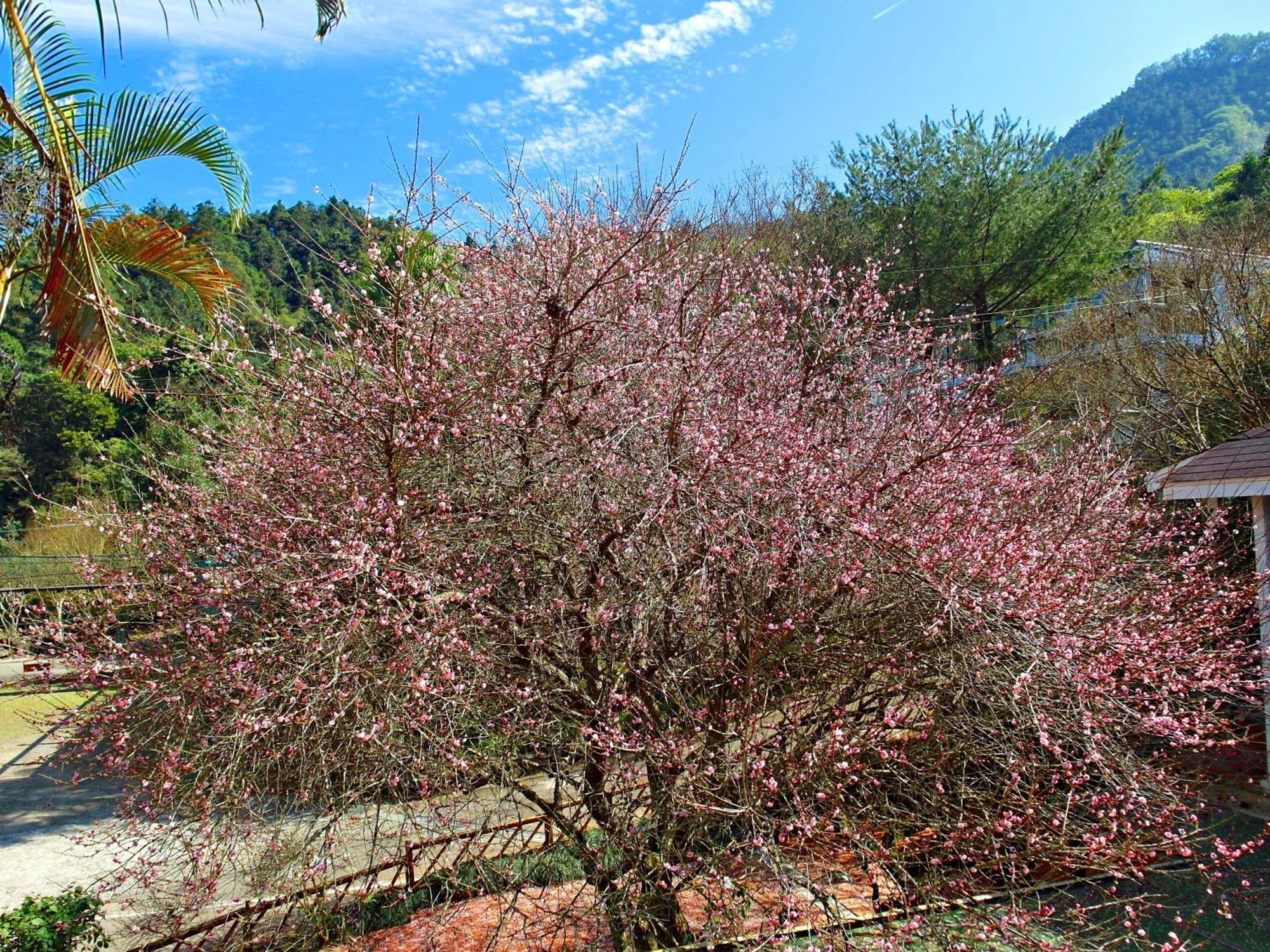 Li Jin Kuan Homestay Nanzhuang Exterior foto